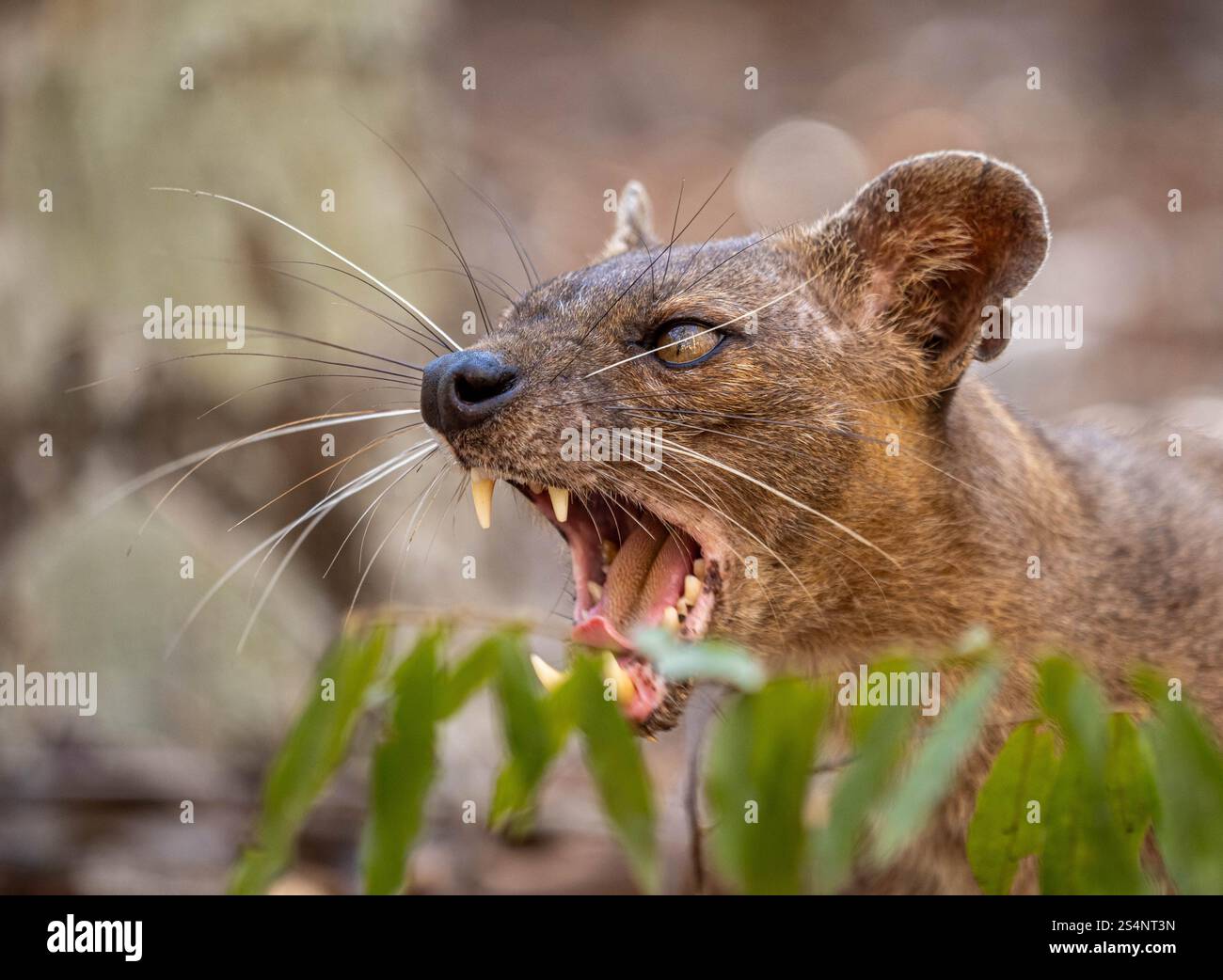 Eine Fosa (Cryptoprocta ferox) hat ihre Zähne in einem Wald in Madagaskar Stockfoto