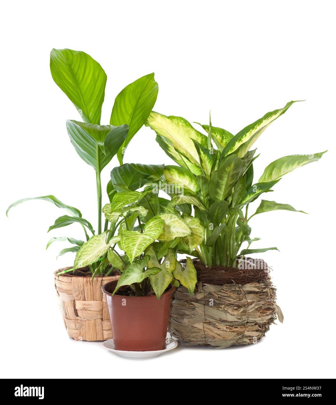 Gruppe der Fensterpflanzen Syngonium podophyllum', 'Spathiphyllum wallisii' und 'Dieffenbachia picta' isoliert auf weißem Hintergrund.' Stockfoto