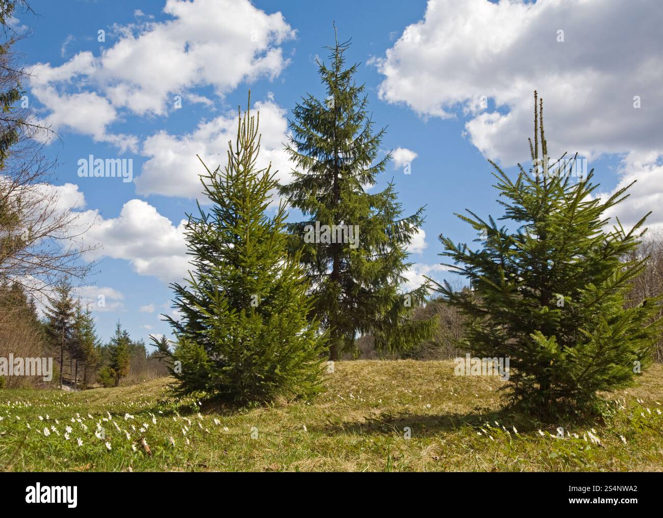 Lichtung im Wald Rand mit Blüte weiss Anemone Frühlingsblumen Stockfoto