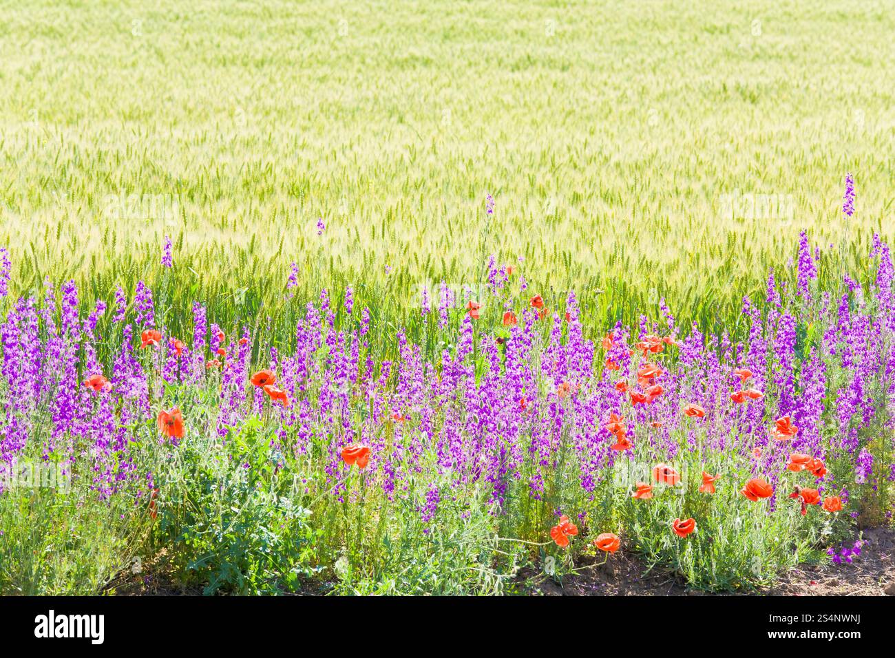 Sommer Weizenfeld mit schönen roten Mohn und lila Blüten. Stockfoto
