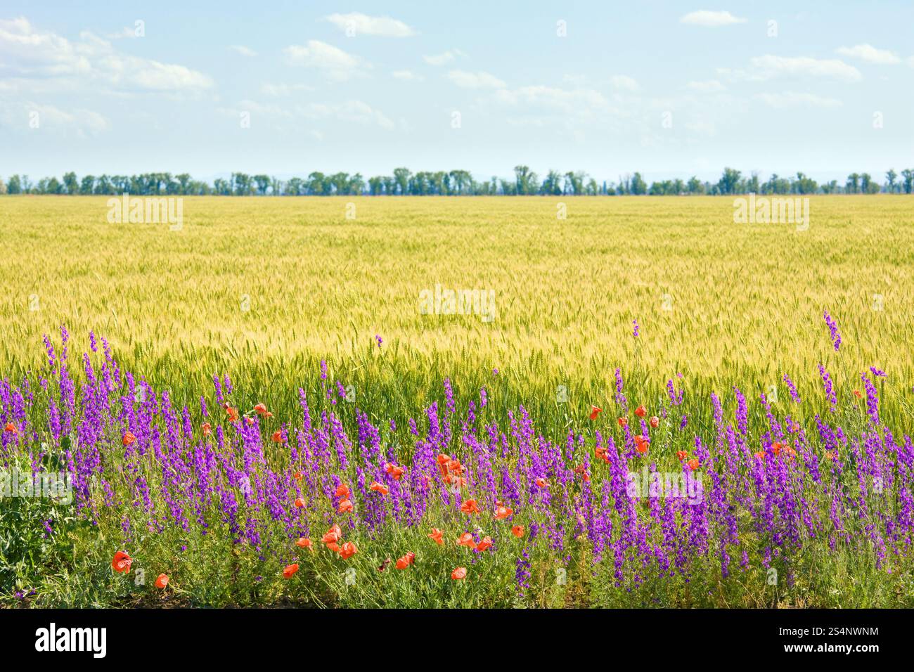 Sommer Weizenfeld mit schönen roten Mohn und lila Blüten. Stockfoto