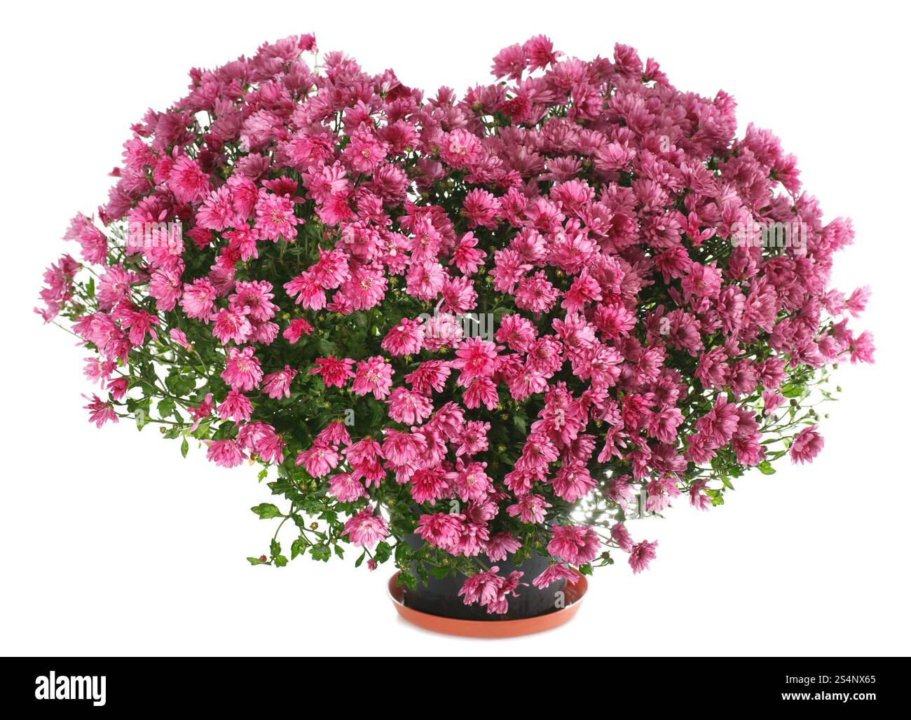 Eingemachte Magenta Chrysanthemen Busch in Herzform (mit dem Tau, isoliert auf weißem Hintergrund) Stockfoto