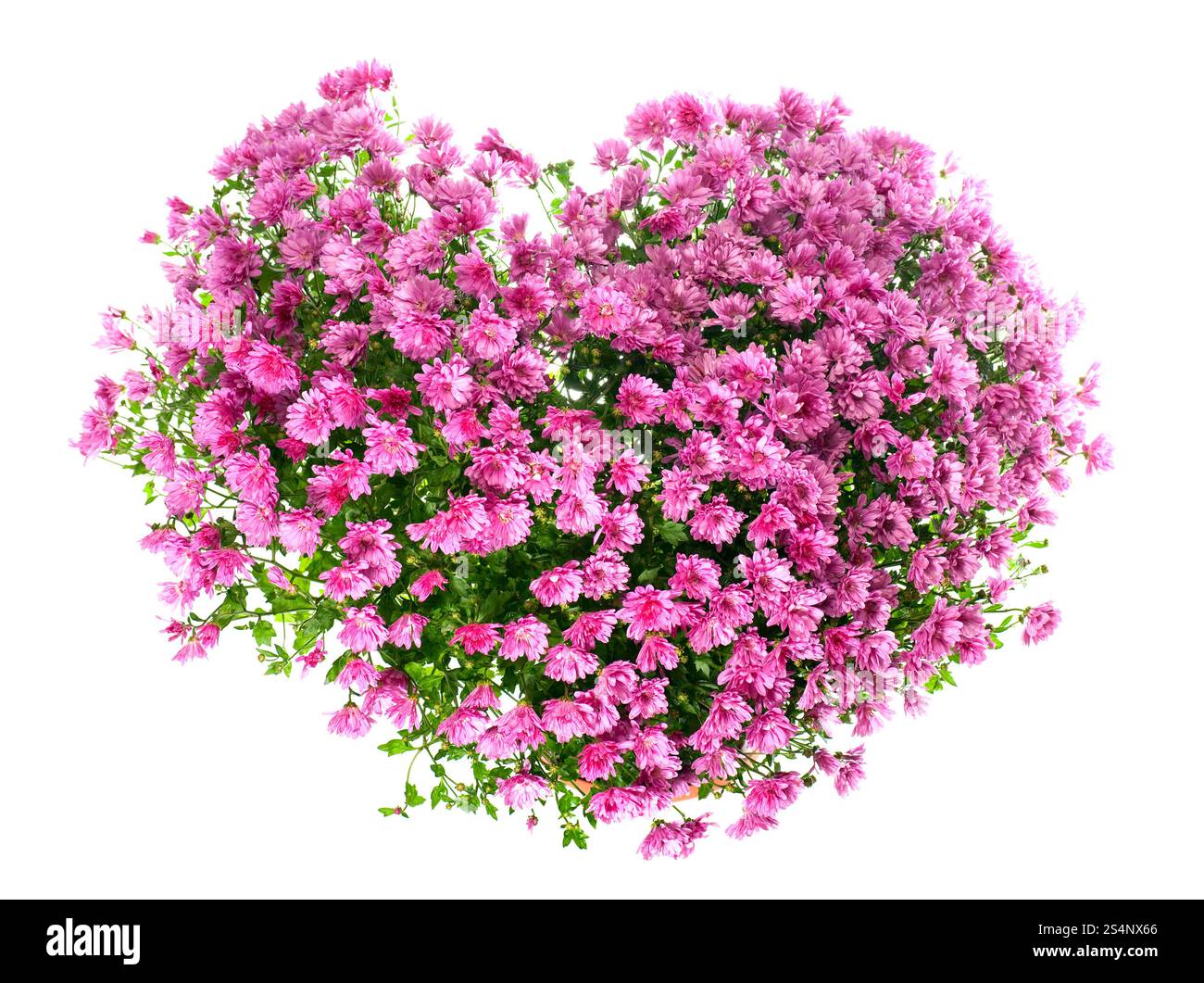 Eingemachte Magenta Chrysanthemen Busch in Herzform (mit dem Tau, isoliert auf weißem Hintergrund) Stockfoto