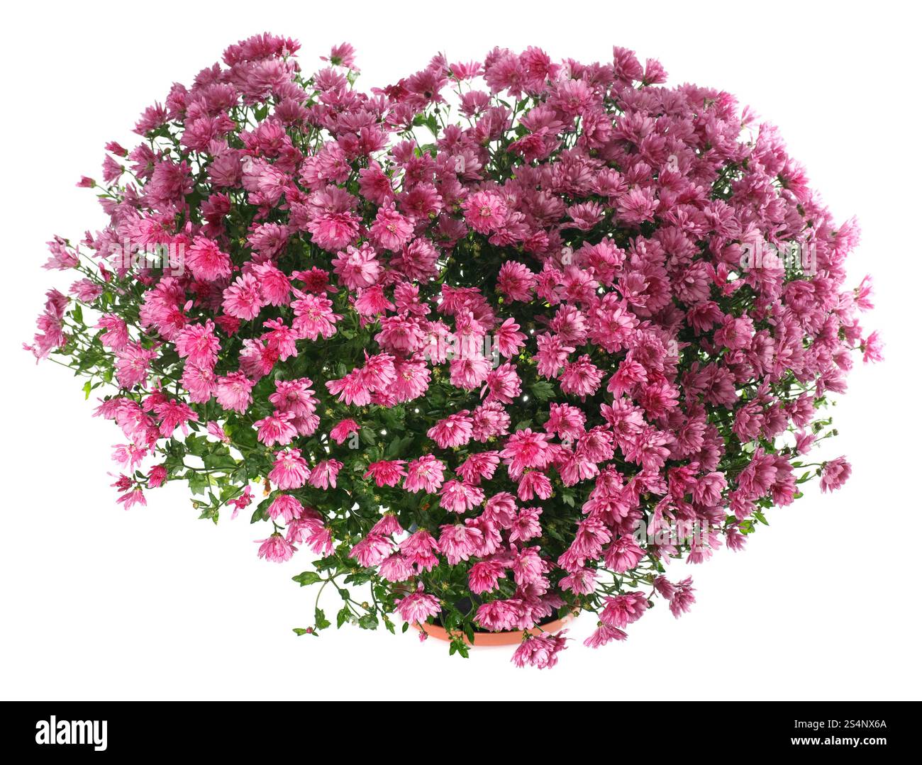 Eingemachte Magenta Chrysanthemen Busch in Herzform (mit dem Tau, isoliert auf weißem Hintergrund) Stockfoto