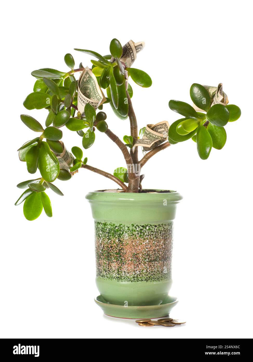 Topfpflanze Crassula mit Dollarscheine in Blütenform isoliert auf weiß. Diese Pflanze ist bekannt als ein Feng-Shui-Symbol (oder Stockfoto