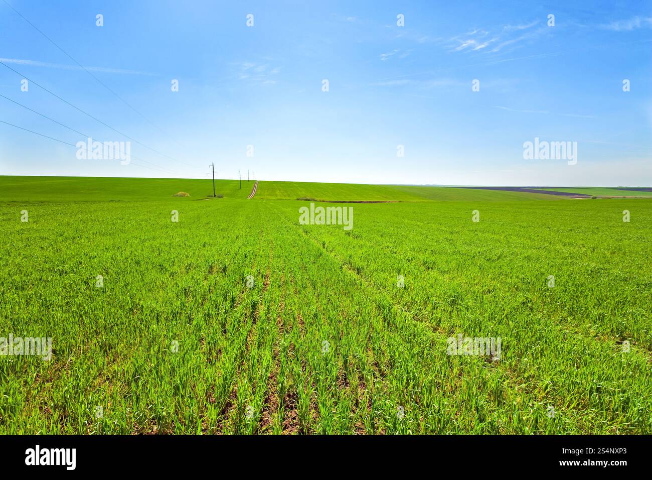 Schönen Frühling Weizenfeld (Landschaft). Stockfoto