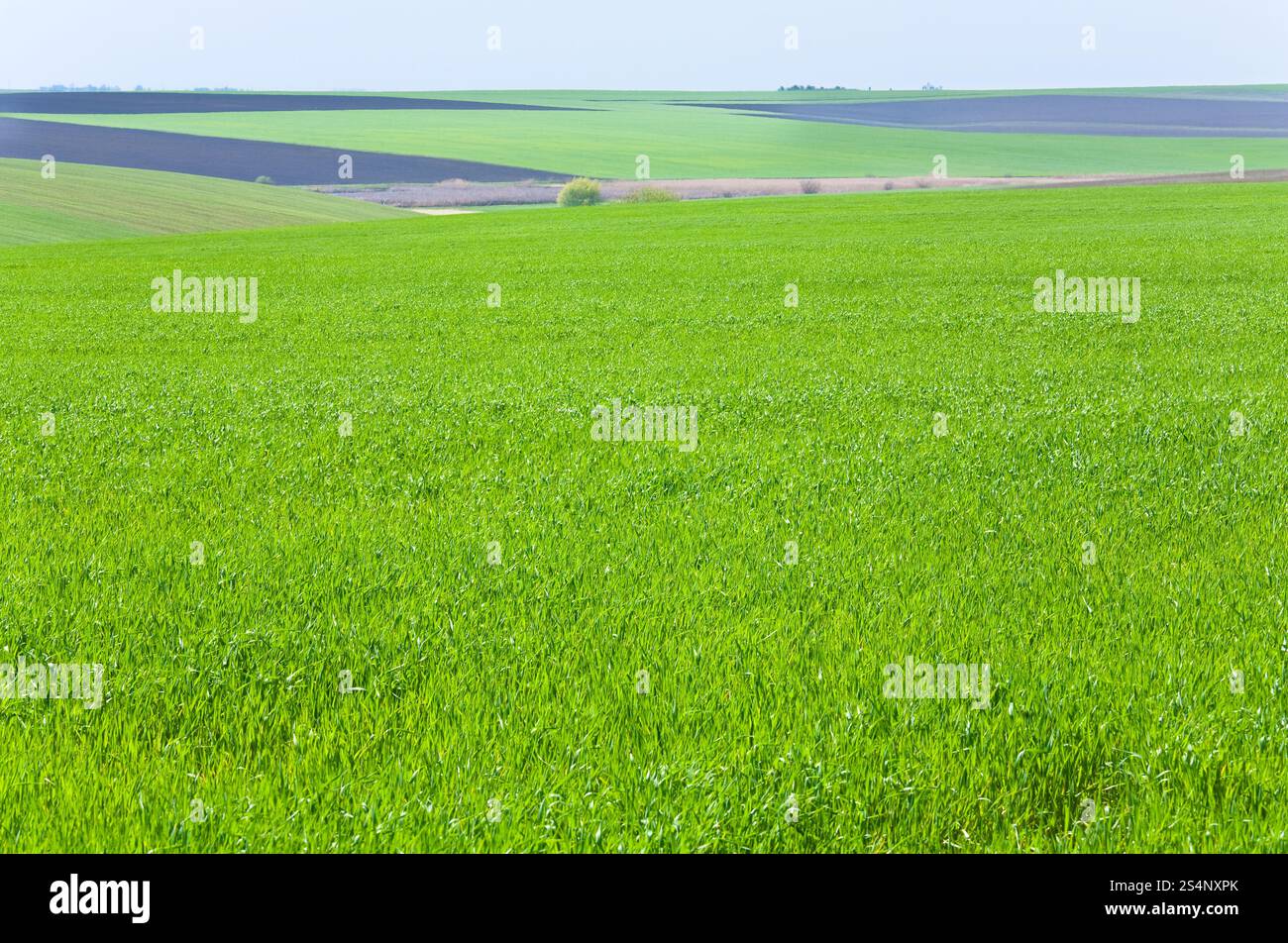 Schönen Frühling Weizenfeld (Landschaft). Stockfoto