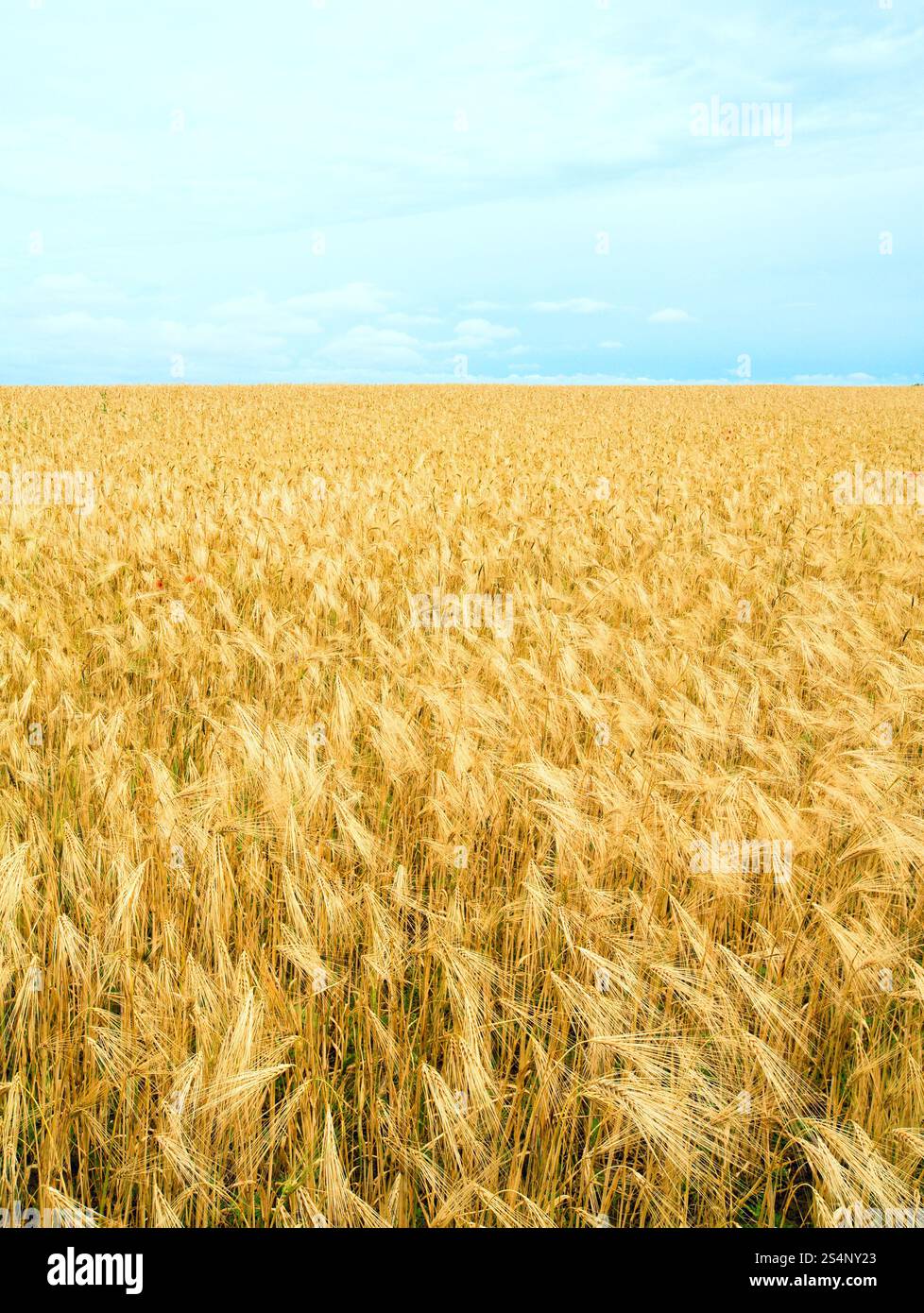 Wunderschönes Sommerweizenfeld und. Stockfoto