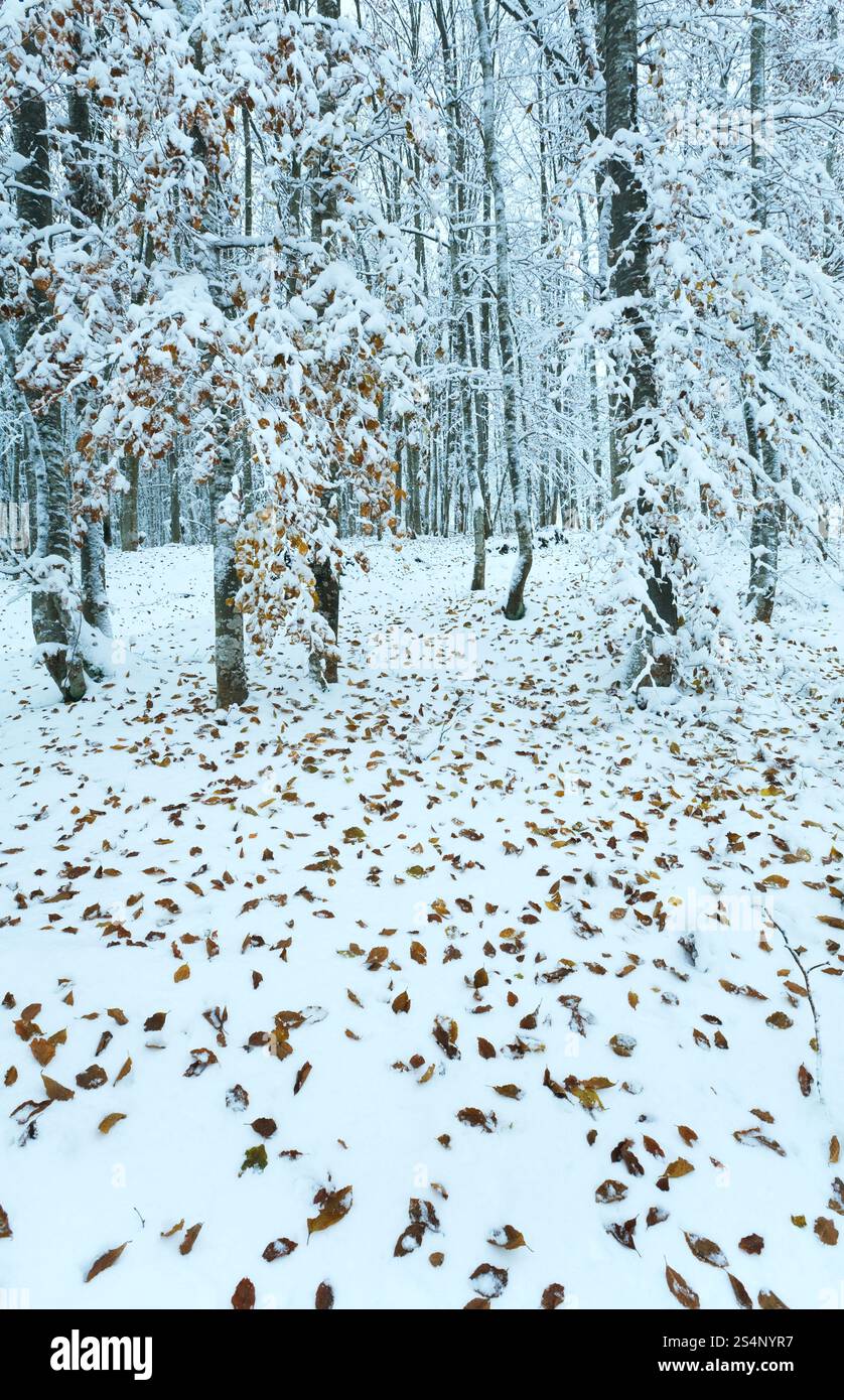 Oktober Buche Bergwald mit ersten Winterschnee und letzten Herbst Blätter über. Stockfoto