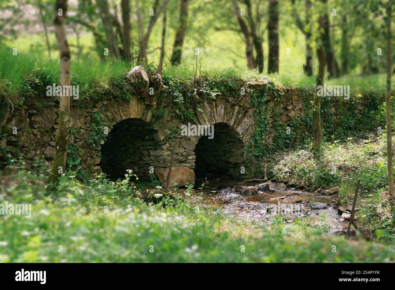 Schöne kleine Steinbrücke in einem Wald. Kleine Brücke auf einem Fluss Stockfoto