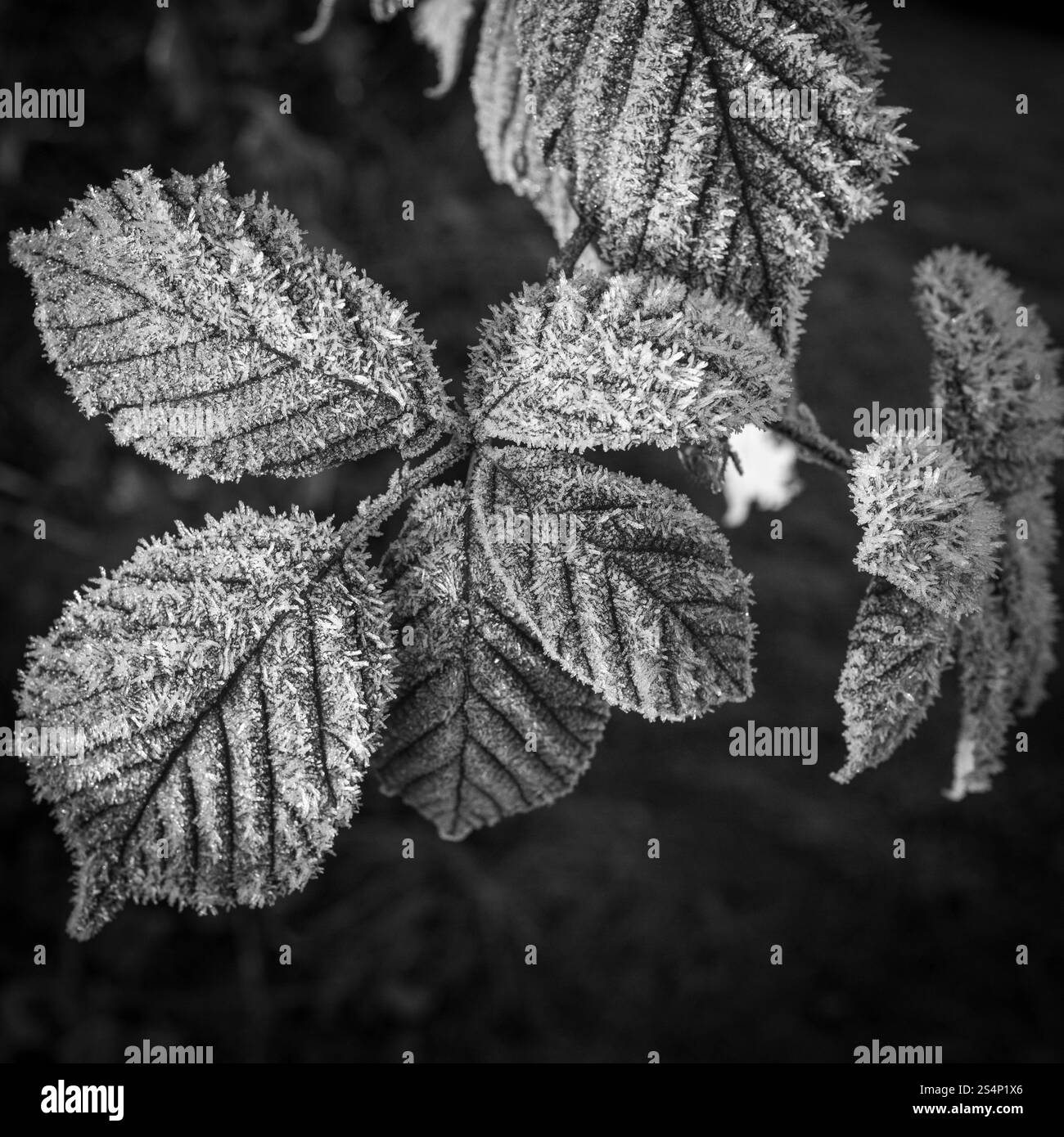 Die Blätter eines Strauchs sind mit dicken Eiskristallen bedeckt Stockfoto