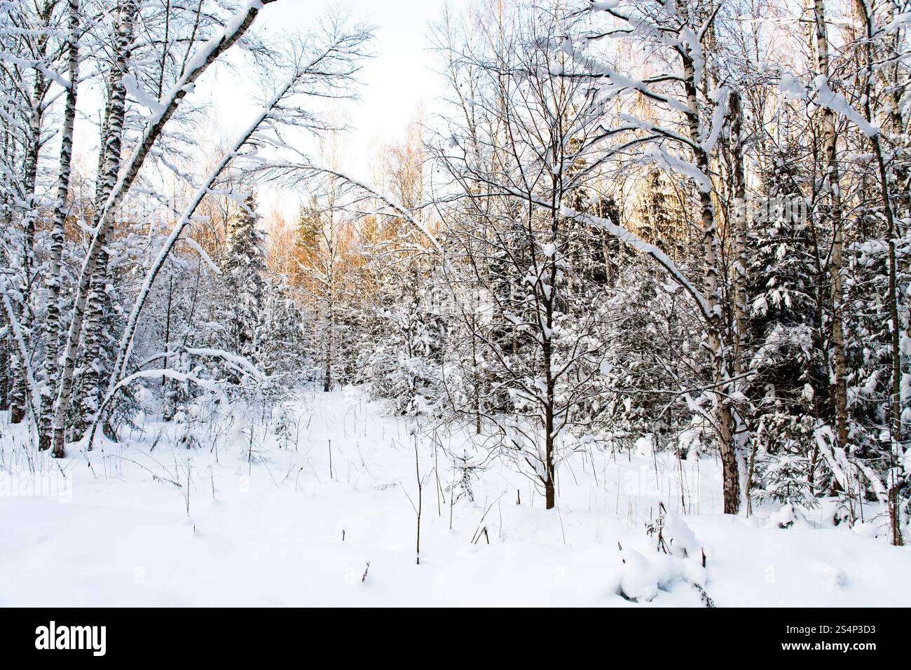 Eine Grenze aus Winterwald mit gelbem Sonnenlicht auf den Baumspitzen Stockfoto