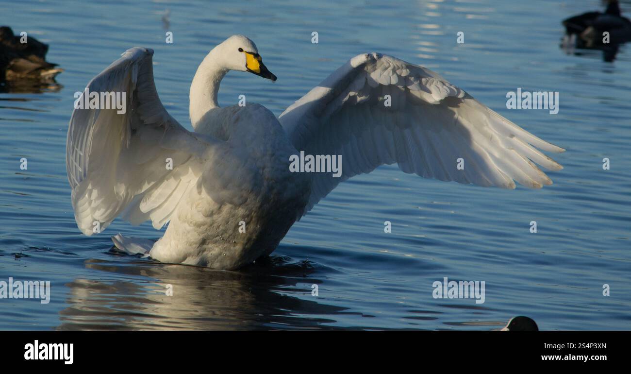 Whooper Swan (Cygnus cygnus), aufgenommen in WWT Martin Mere, Lancashire, Großbritannien am 9. Dezember 2024. Stockfoto