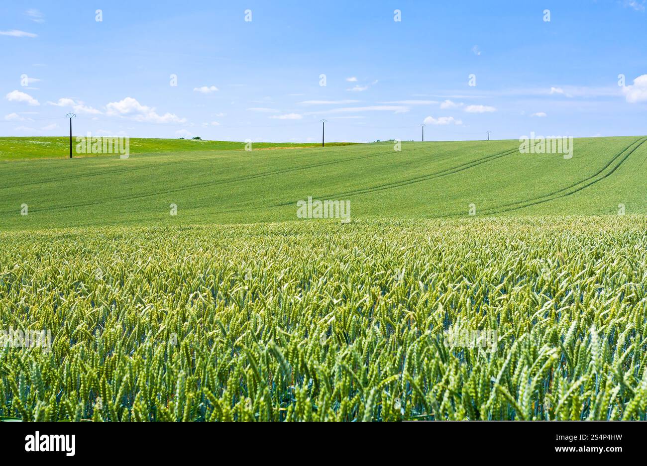 Grünes Weizenfeld unter blauem Himmel in Frankreich Stockfoto