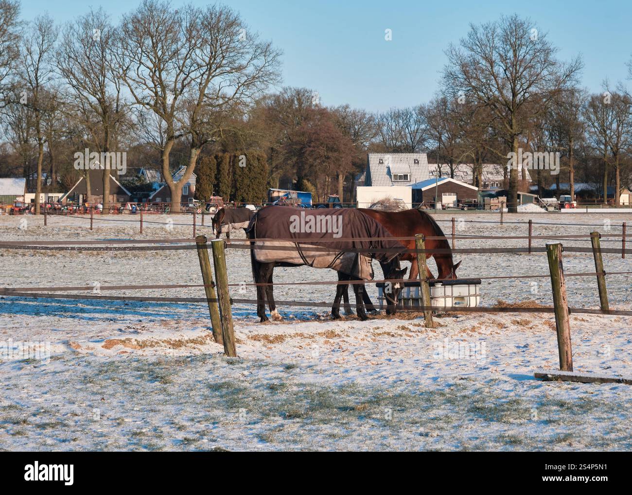 Pferde in Decken grasen an einem sonnigen Wintertag auf einer frostigen Weide, mit ländlichen niederländischen Bauernhäusern im Hintergrund. Stockfoto