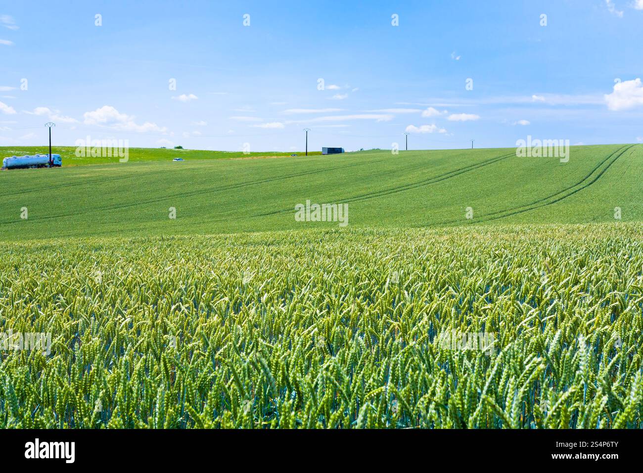 Grünes Weizenfeld unter blauem Himmel in Frankreich Stockfoto