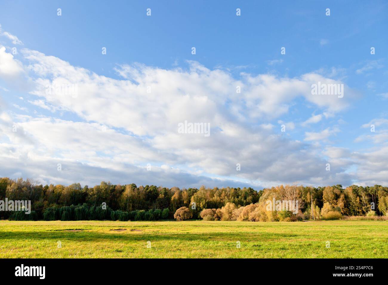 blauer Himmel und weiße Wolken über dem grünen Rasen im herbstlichen Wald Stockfoto