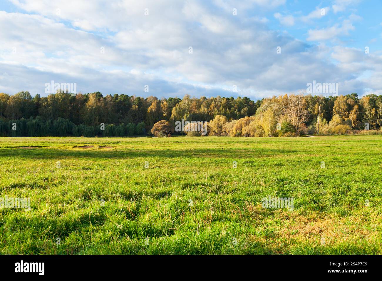 grünen Rasen auf herbstliche Waldrand in sonniger Nachmittag Stockfoto