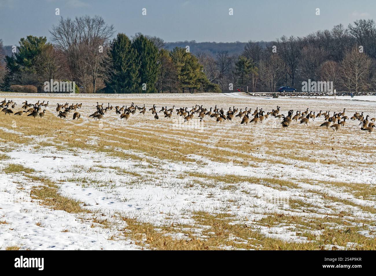 Kanadier Gänse, Schnee, Wildtiere, Vögel, Branta canadensis, musikalisches Hupen, schwarzer Kopf und Hals, nistet immer in der Nähe von Wasser, Szene, Pennsylvania, Chester Cou Stockfoto