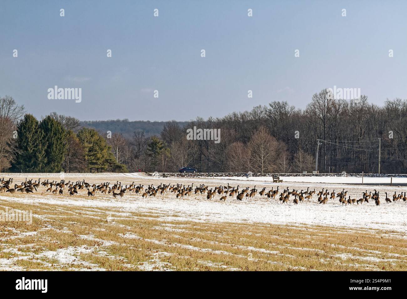 Kanadier Gänse, Schnee, Wildtiere, Vögel, Branta canadensis, musikalisches Hupen, schwarzer Kopf und Hals, nistet immer in der Nähe von Wasser, Szene, Pennsylvania, Chester Coun Stockfoto