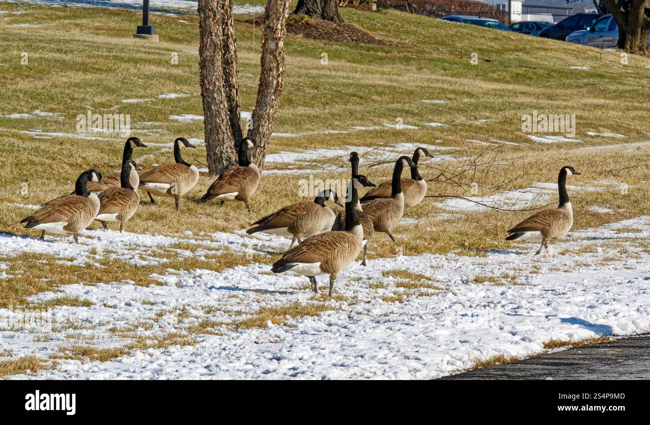 Kanadiengänse, Wandern, Schnee, Tierwelt, Vögel, Branta canadensis, musikalisches Hupen, schwarzer Kopf und Hals, nistet immer in der Nähe von Wasser, Pennsylvania, Chester Co Stockfoto