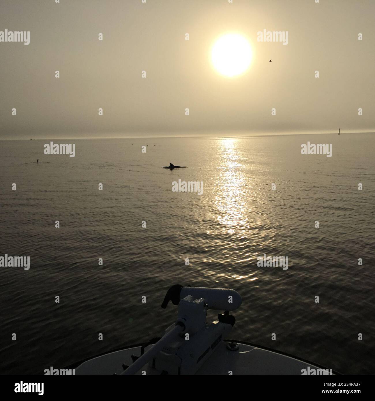Ein friedlicher Sonnenaufgang mit einem Boot, das über ein ruhiges Meer gleitet, während ein Delfin anmutig in der Nähe springt, während wenige Vögel über sich fliegen und eine gute Leistung schaffen Stockfoto Ein friedlicher Sonnenaufgang mit einem Boot, das über ein ruhiges Meer gleitet, während ein Delfin anmutig in der Nähe springt, während wenige Vögel über sich fliegen und eine gute Leistung schaffen Stockfoto