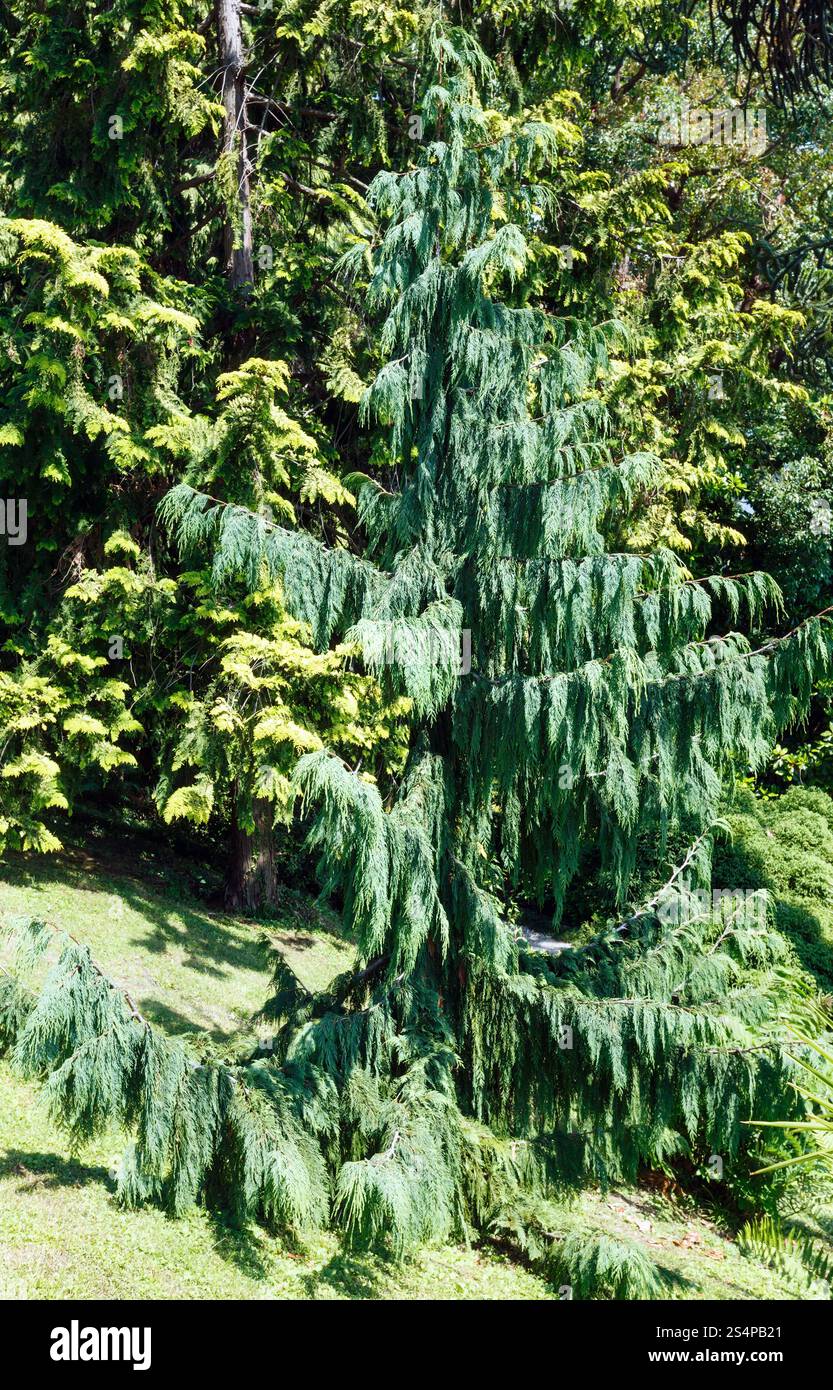 Immergrüner Baum im schönen Sommer Stadt Park Hain mit subtropischen Pflanzen Stockfoto