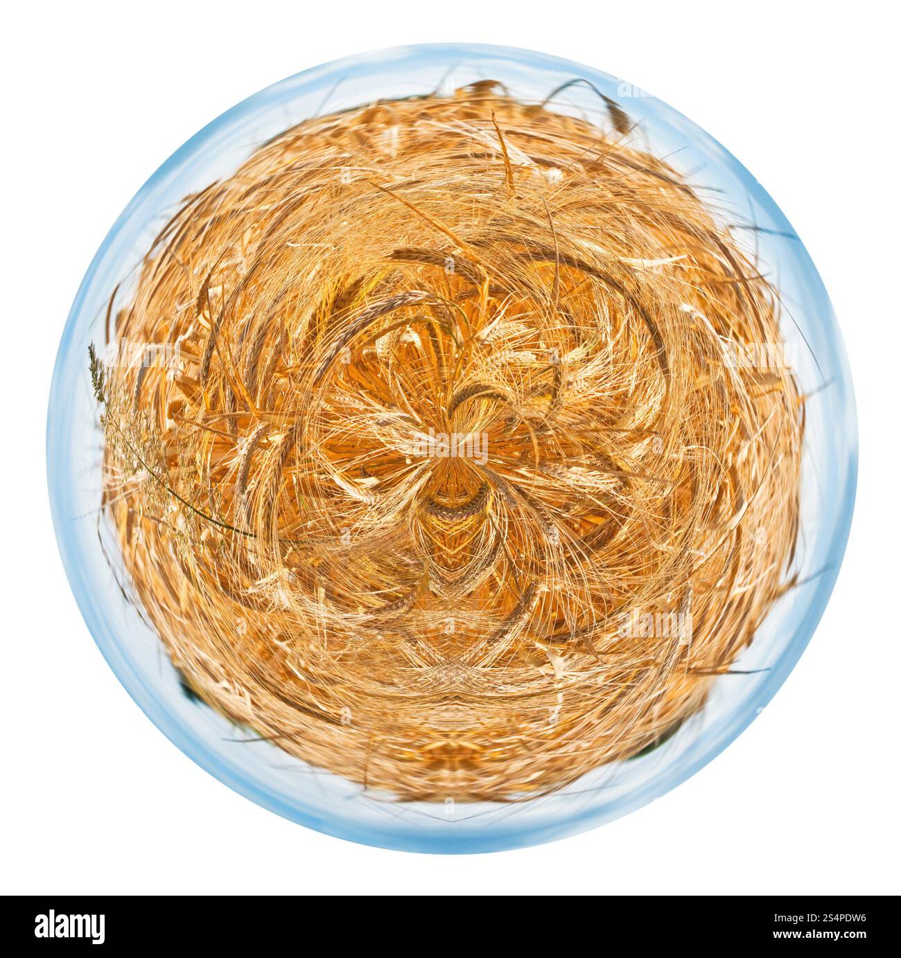 kleine Planeten - sphärischen Ansicht der Reife gelbe Land Weizenfeld isoliert auf weißem Hintergrund Stockfoto