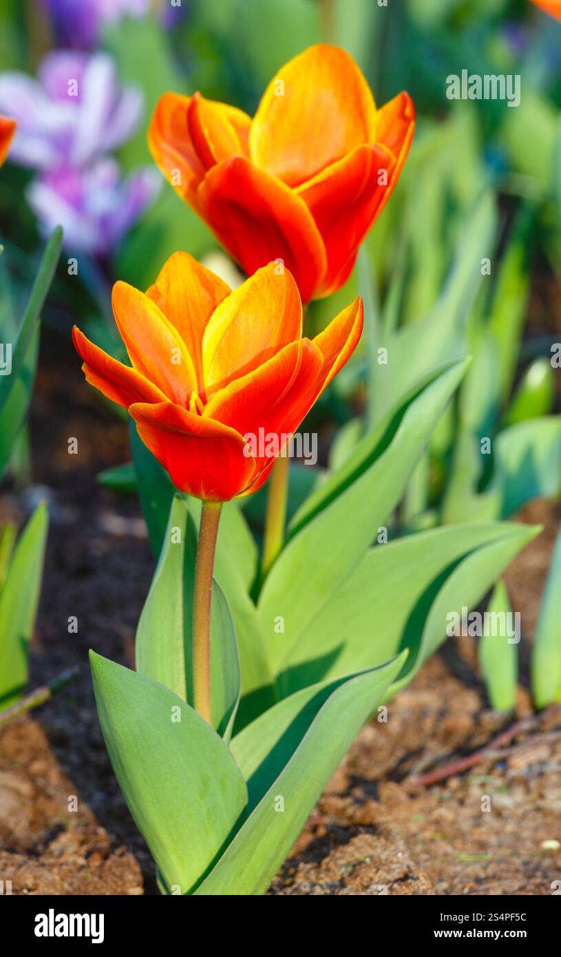 Zwei wunderschöne rot-gelbe Tulpen (Makro) im Frühlingspark. Stockfoto