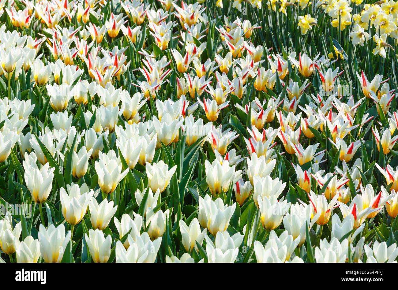 Schöne weiß-rot-gelben Tulpen und Narzissen (Natur Frühling Hintergrund). Stockfoto