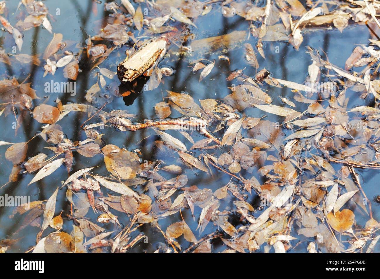 Laub im dunklen Wasser der Waldsee Stockfoto