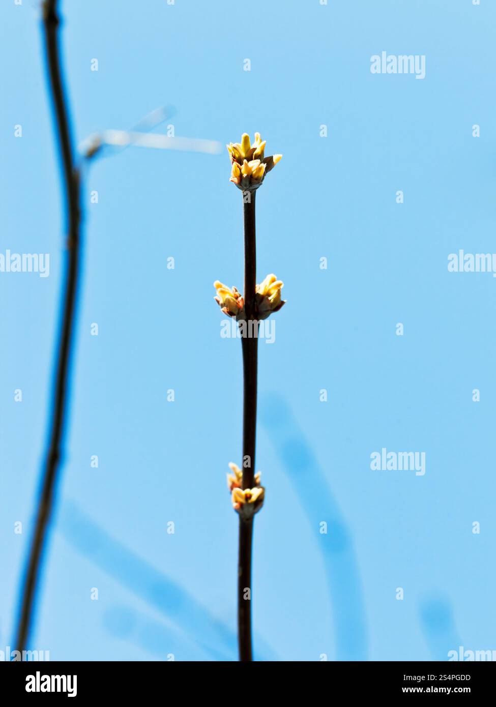 junge Knospen auf Apfel-Ast mit blauem Himmelshintergrund im Frühjahr Stockfoto