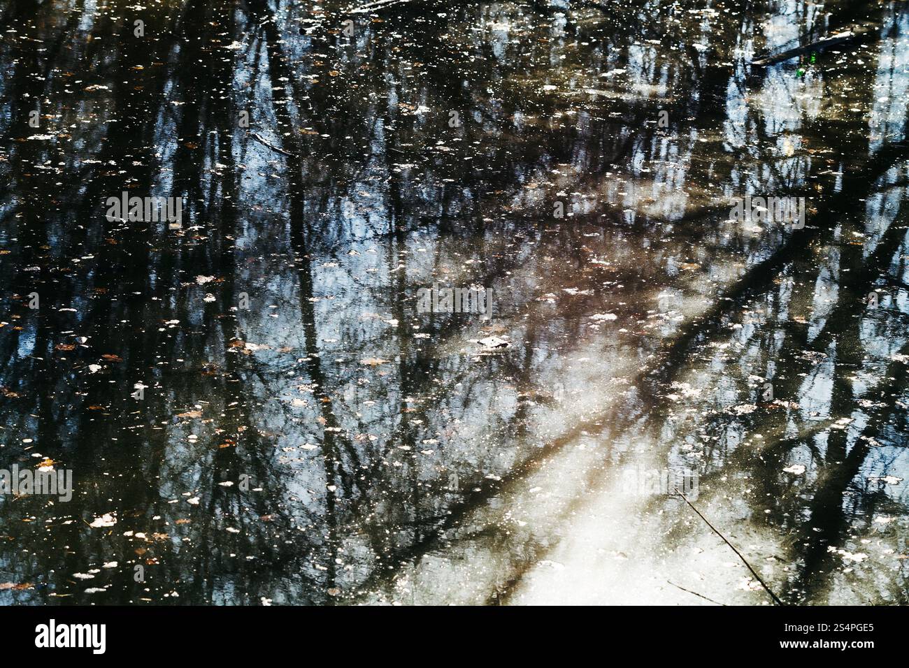 Sonne und Bäume Reflexion in Schwarzwasser Waldteich im Frühjahr Stockfoto