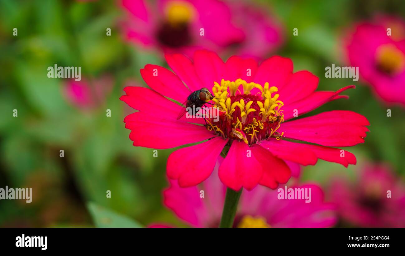 Ein Makrofoto mit einer Fliege auf einer leuchtend rosa Blume mit komplizierten gelben Staubblättern, die Details der Blume und des Insekts in A einfängt Stockfoto
