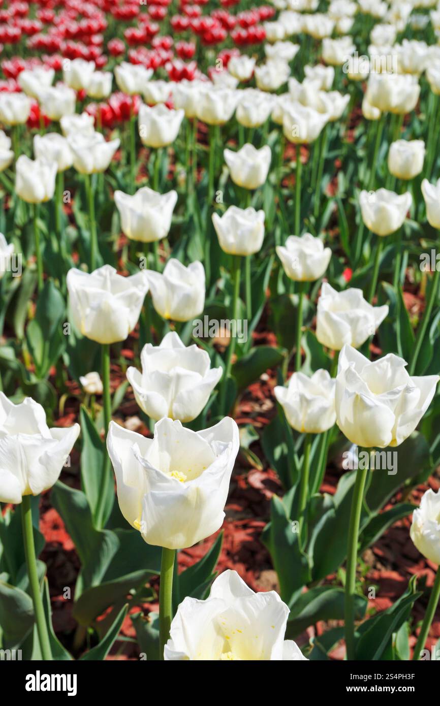 Bereich der roten und weißen, die ornamentalen Tulpe Blumen hautnah Stockfoto