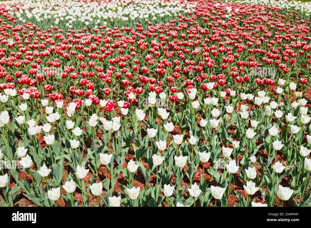 Bereich der roten und weißen dekorativen Tulpe Blumen Stockfoto