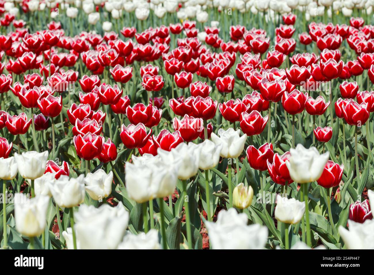 Wiese von roten und weißen ornamentalen Tulpe Blumen Stockfoto