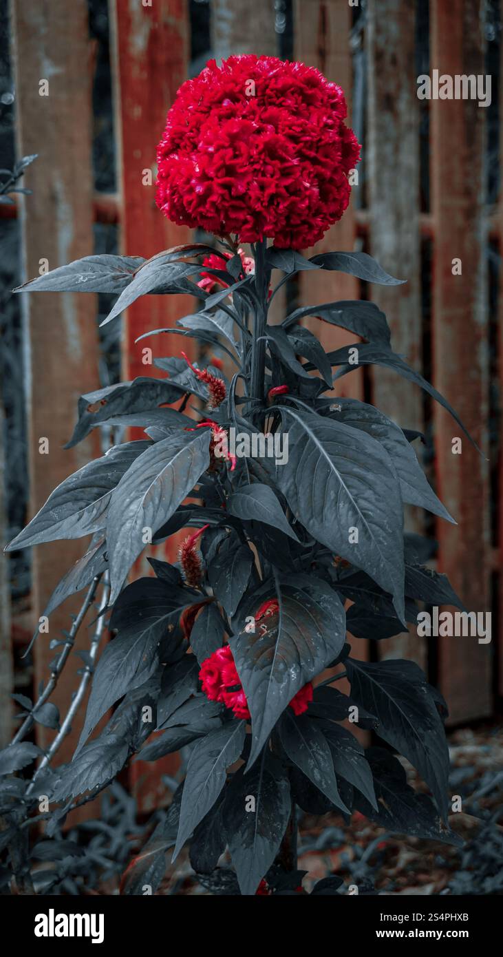 Eine auffällige rote Blume mit flauschiger, strukturierter Blüte steht hoch vor einem rustikalen Holzzaun. Die umliegenden Blätter sind dunkelgrün, im Kontrast zu Stockfoto