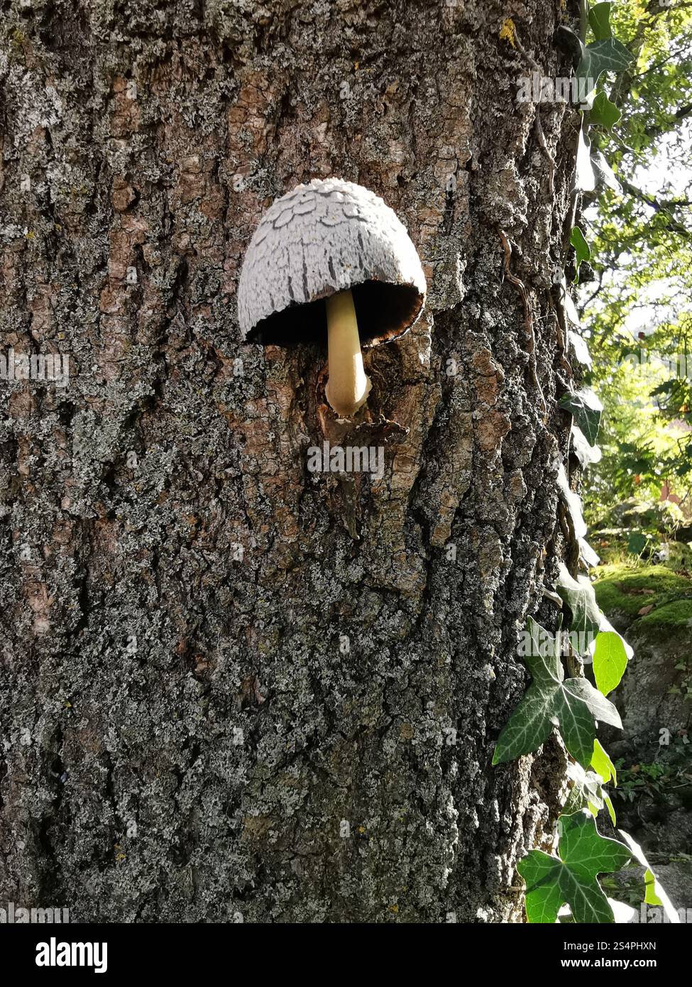 Markanter Pilz, der einem kleinen Regenschirm ähnelt, wächst aus einem strukturierten Baumstamm. Ivy-Reben umgeben die Rinde und schaffen eine lebendige natürliche Szene - Smartphone-aufgenommenes Stockfoto