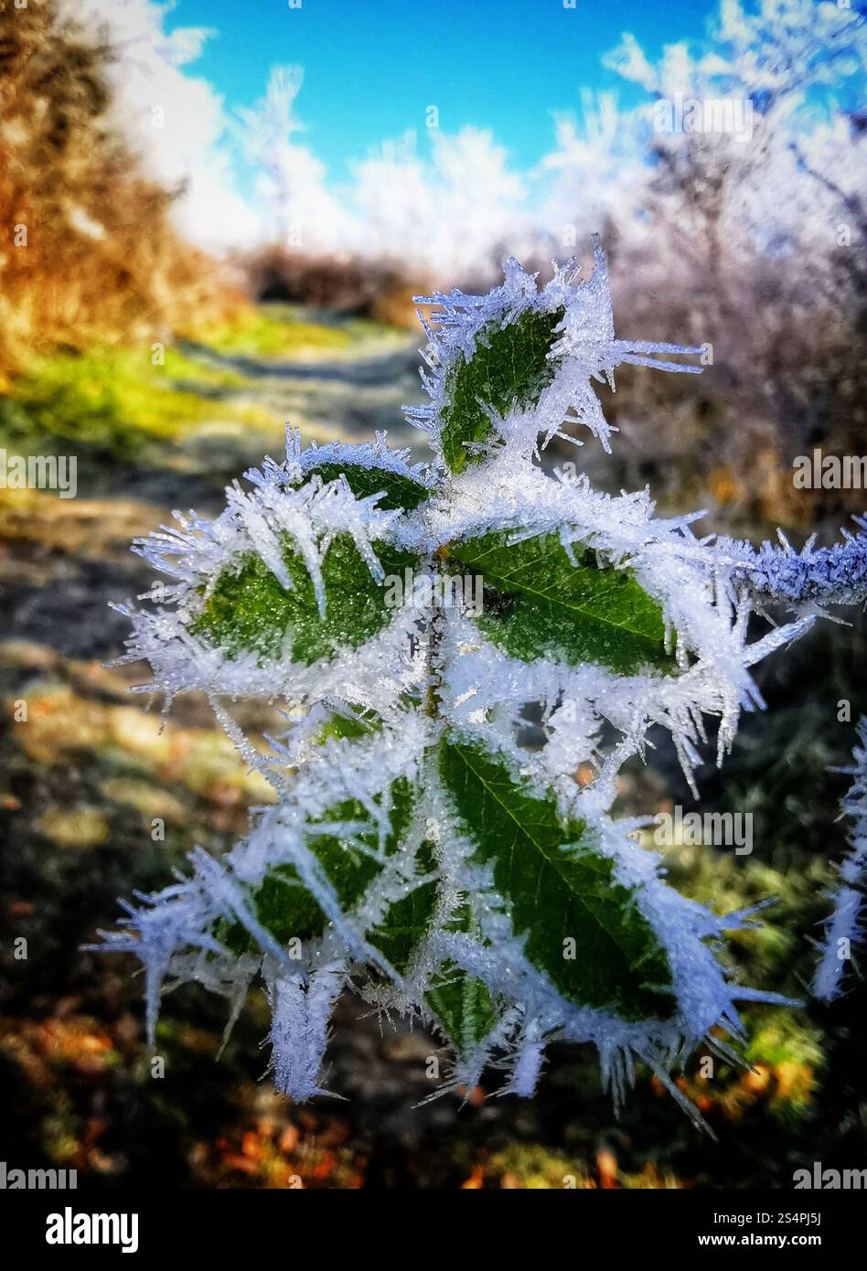 Leuchtende grüne Blätter, die vor frostigem Hintergrund glänzen, zeichnen sich durch die kühle Kulisse des morgens aus. Der Weg ist gesäumt von glitzernden Eiskristallen - Smartphone-aufgenommenes Stockfoto
