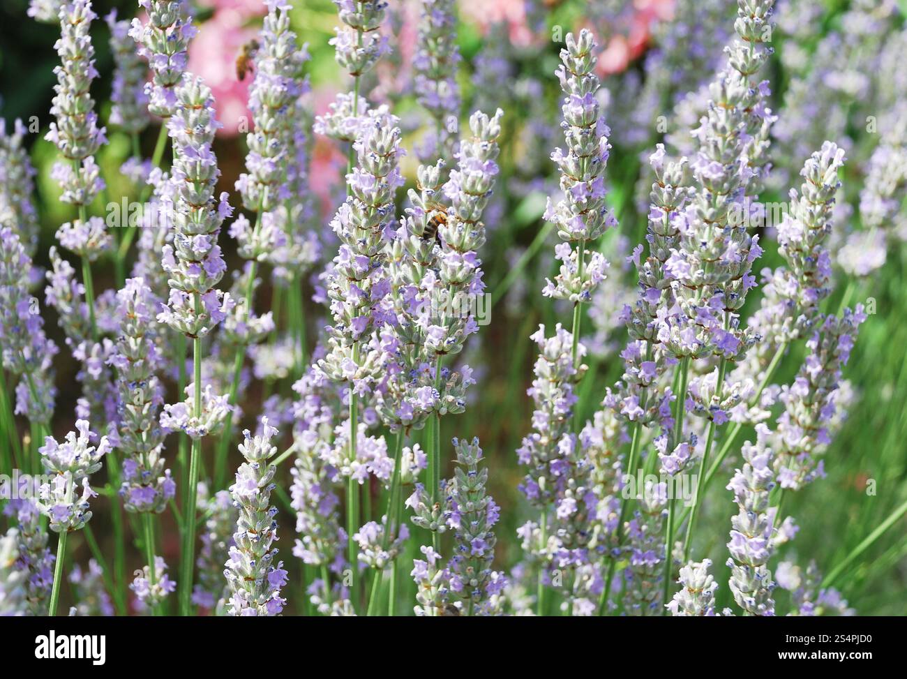 Lavendel blüht in italienischen Alpen hautnah Stockfoto