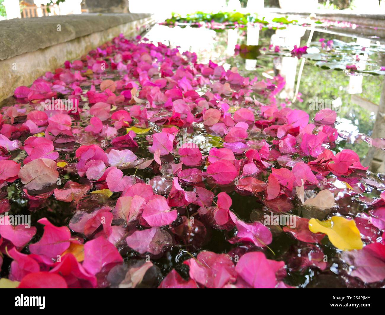 viele rosa Blütenblättern, die im Wasser schwimmende hautnah Stockfoto