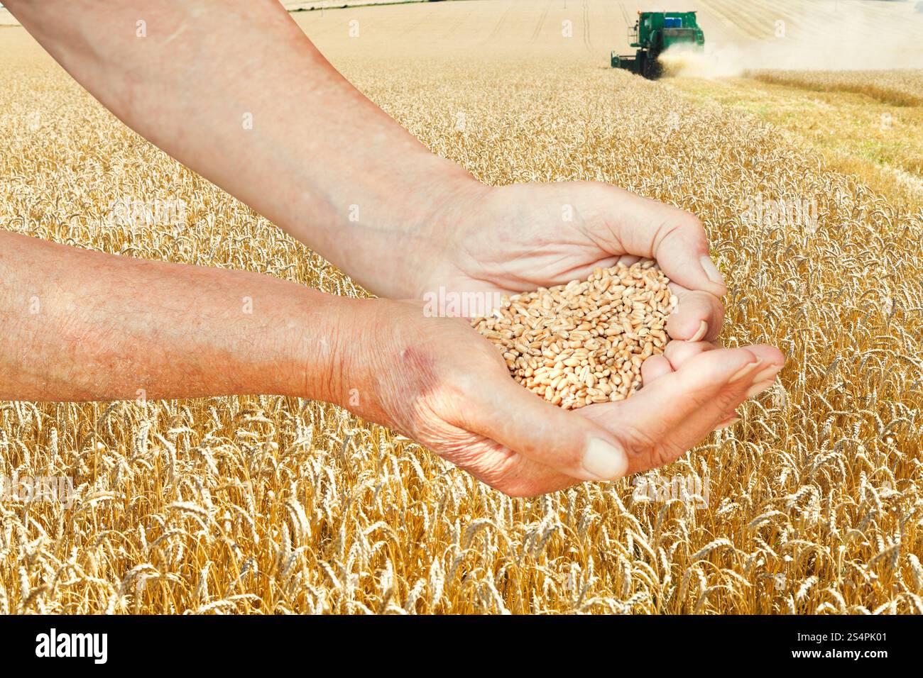 Bauer Hände halten Handvoll Samen auf Weizen Feld Hintergrund Stockfoto