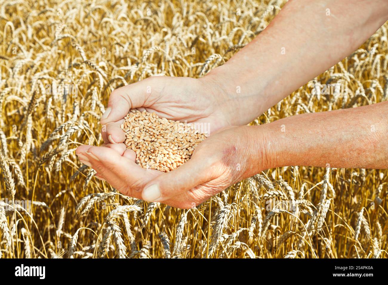 alte Mannhände halten Handvoll Samen auf Weizen Feld Hintergrund Stockfoto