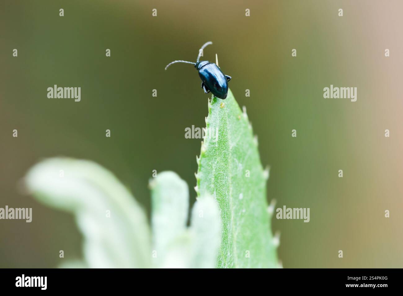 Erle Getreidehähnchen (Agelastica Alni) auf Grashalm hautnah Stockfoto
