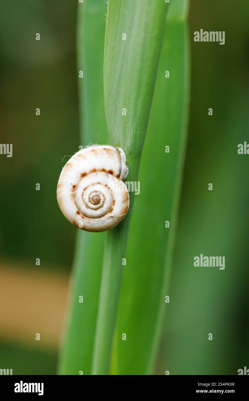 kleine Schnecke auf Reed Blatt hautnah Stockfoto