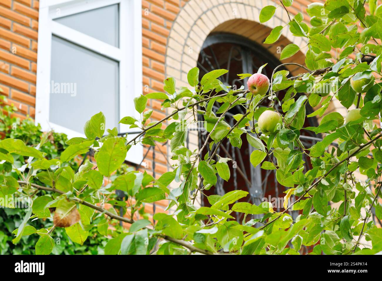 Apfel-Baum-Zweig mit reifen Früchten vor neuen Landhaus Stockfoto