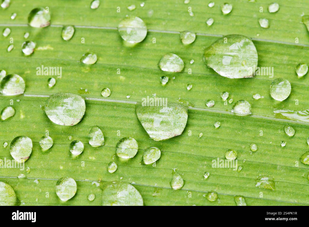 Regentropfen auf grüne Blatt Iris Pflanze hautnah nach Regen Stockfoto