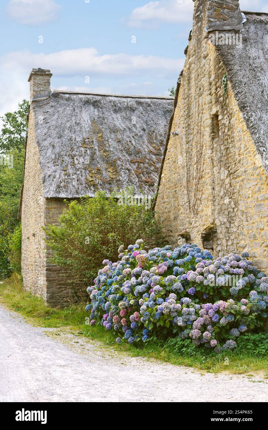 Hydrangea blüht in der Nähe von typischen alten bretonischen Häusern in Frankreich, im Dorf de Breca, Briere regionalen Naturpark Stockfoto