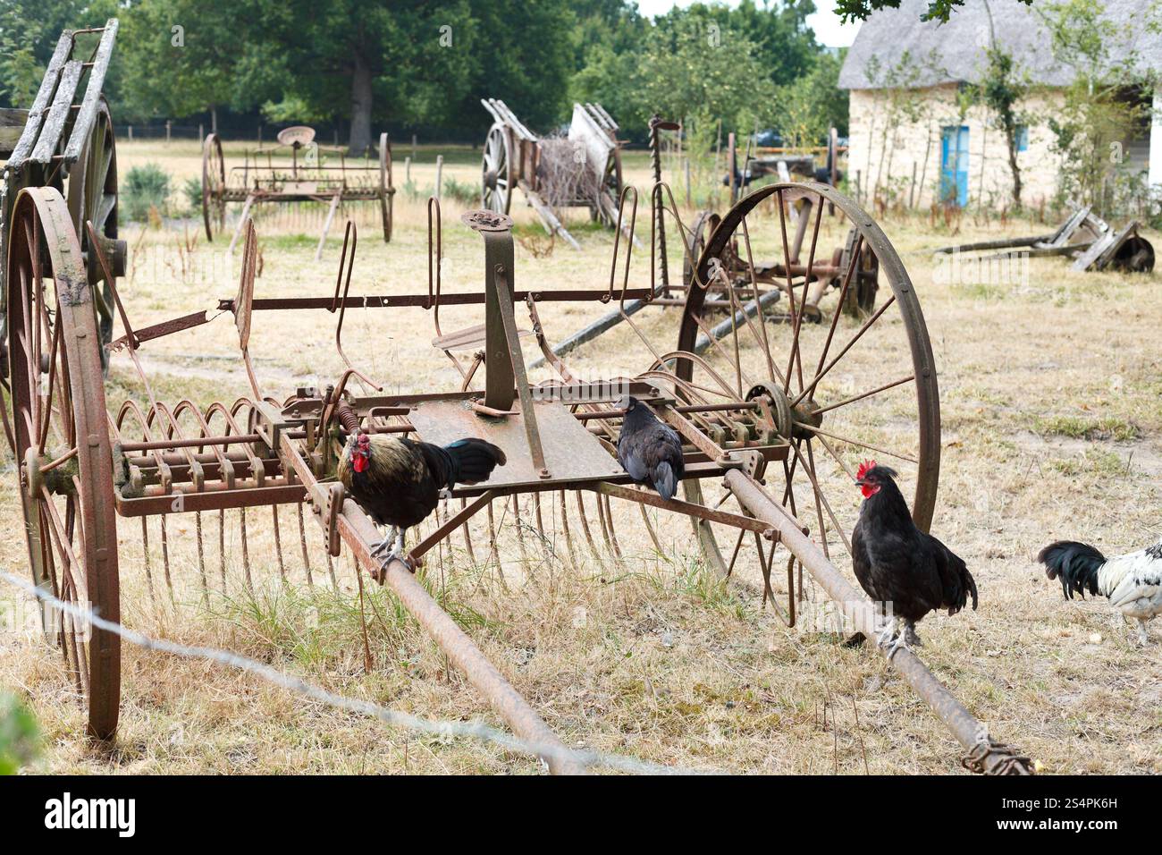Huhn und verlassenen Landmaschinen auf Hinterhof, im Dorf de Breca, natürliche Regionalpark Briere, Frankreich Stockfoto